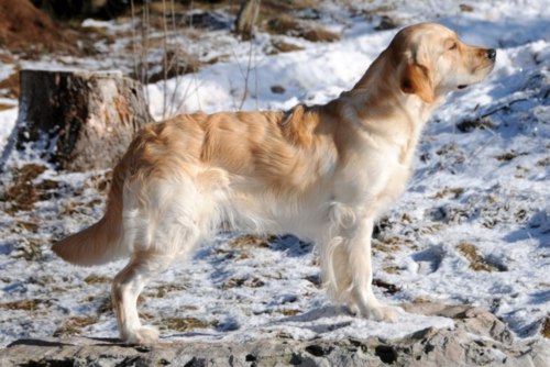 Ghili im Januar 2009