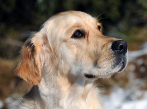 Ghili im Januar 2009
