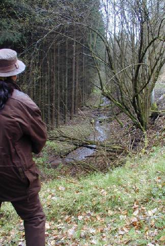 Markierung in den Wald neben dem Bach