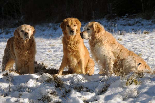 alle 3 Hunde im Dezember 2017