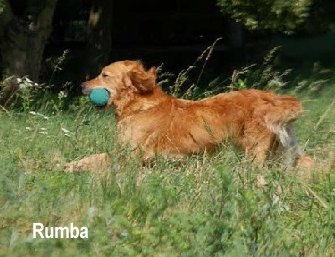 Rumba auf Mocktrail