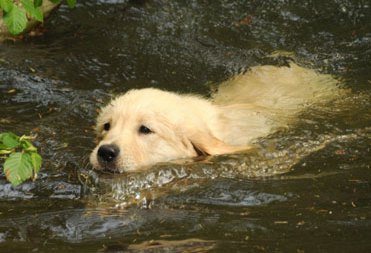 Kaum da, schon im Wasser